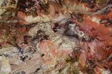 Colorful Petrified Wood Slab - Weird Grain Patterns #361328-1
